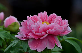 7月24日，中國(guó)花卉協(xié)會(huì)在網(wǎng)上發(fā)起的《投票：我心中的國(guó)花》已出結(jié)果