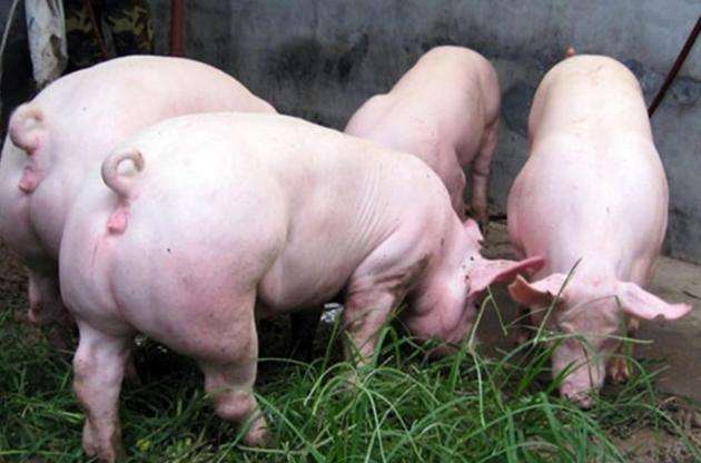 8月21日，國(guó)務(wù)院常務(wù)會(huì)議指出“地方要立即取消超出法律法規(guī)的生豬禁養(yǎng)、限養(yǎng)規(guī)定”