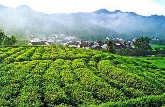 9月2日，財(cái)政部、稅務(wù)總局發(fā)布了關(guān)于繼續(xù)執(zhí)行邊銷茶增值稅政策的公告